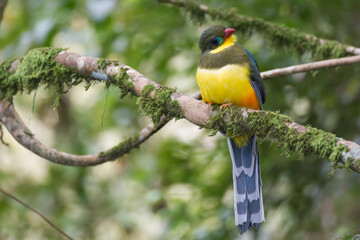 The Javan trogon-Apalharpactes reinwardtii blue bird on a branch