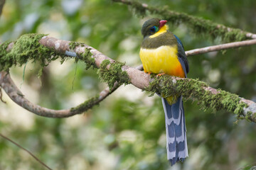 Fototapeta premium The Javan trogon-Apalharpactes reinwardtii blue bird on a branch