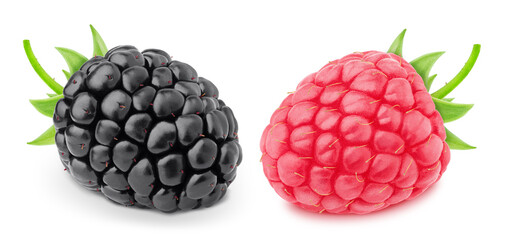 Colourful composition with forest berries mix - raspberry and blackberry, isolated on a white background with clipping path.