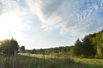 sunrise in the summer forest