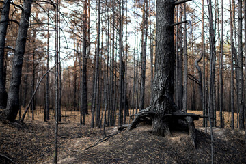 Black forest after the fire. Destruction of nature and climate change