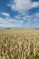 Wheat field in landscape