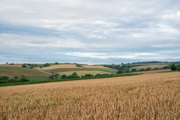 Fototapeta na wymiar Wheat field in landscape