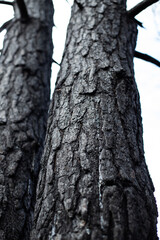 Black forest after the fire. Destruction of nature and climate change