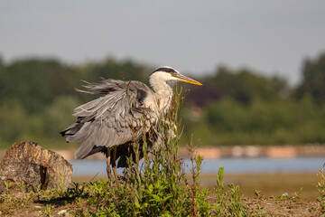 Blue Heron Standing in the field