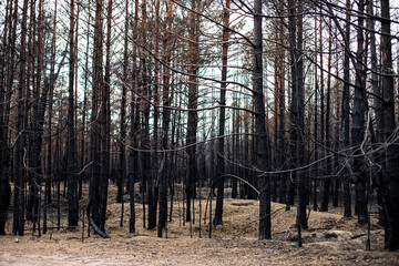 Black forest after the fire. Destruction of nature and climate change
