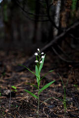 Thirst for life and renaissance of plants after a forest fire. White flowers grew in the burnt forest