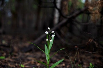 Thirst for life and renaissance of plants after a forest fire. White flowers grew in the burnt forest