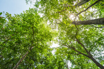 Forest trees. nature green wood, sunlight backgrounds.