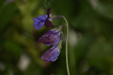 Beautiful closeup photograph of a pea flower.