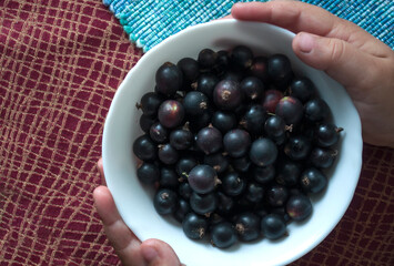 berries black currant on a plate in the hands of a child, summer