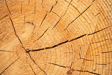 Fototapeta premium section of a log with texture, ring, cracks