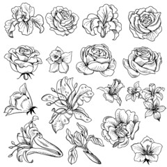 Vector set of different flowers. Isolated outline illustration.
