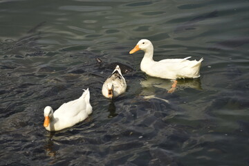 Three White Ducks swimming together at Mansar Lake.