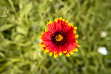 Red wild flower isolated in grasfield
