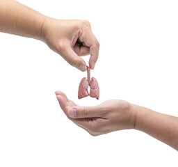 Hand holding human lung ready to give to others. Organ Donations concept.