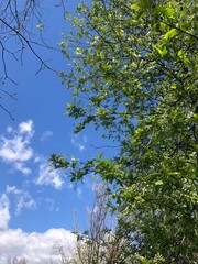 Fototapeta premium trees and sky