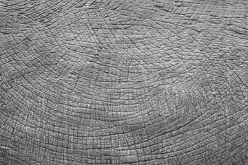 Fototapeta premium Gray cement wall plaster rough style texture abstract for background