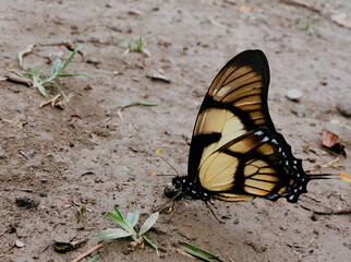 butterfly on the ground