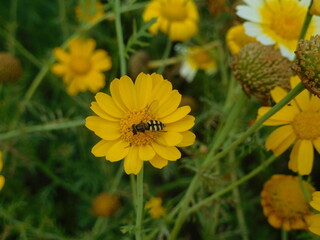  Honey bee on yellow flower in the garden.Alos-up of insect on flower.