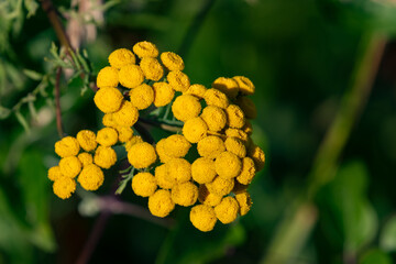 Rainfarn - Tanacetum vulgare, er duftet sehr kräftig wenn man an den Blättern reibt.