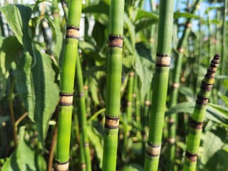 Obraz premium Green Trees, Green Bamboo looks, 