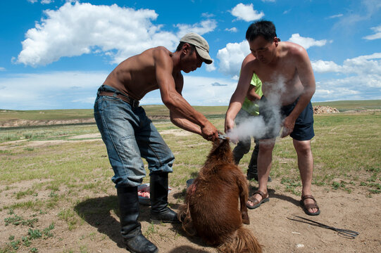 Zubereitung eines "Khorkhog", eines mongolischen Fleischgerichts