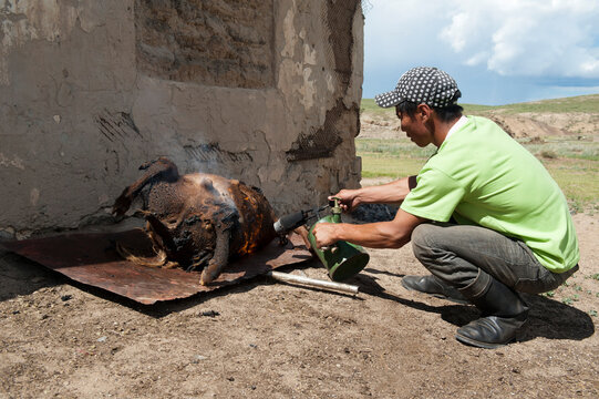 Zubereitung eines "Khorkhog", eines mongolischen Fleischgerichts