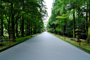 Fototapeta na wymiar 霧島神宮の綺麗な道