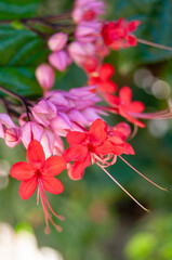red and pink flower in tropical forest area