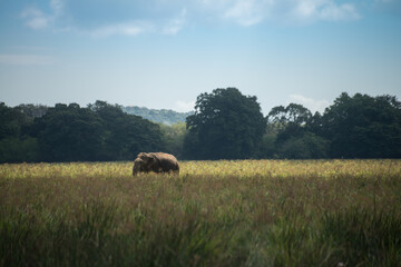 éléphant au milieu d'un panorama d'une réserve national du Sri Lanka