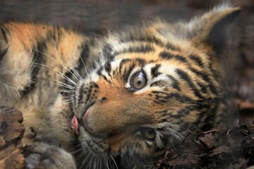 アムールトラの子供