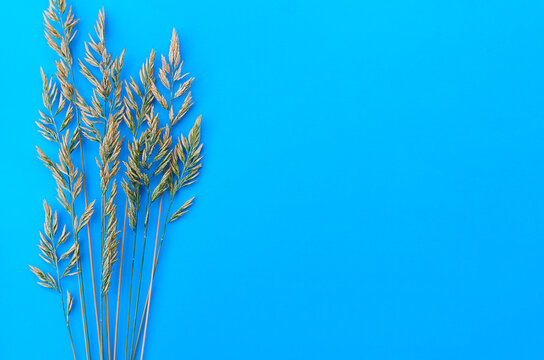 yellow-green spikelets of fescue on a blue background