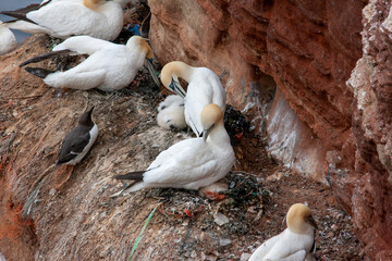 Basstoelpel auf Helgoland