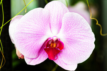 Purple and white spoted orchids isolated on the black background, Wellington botanic garden, New Zealand.