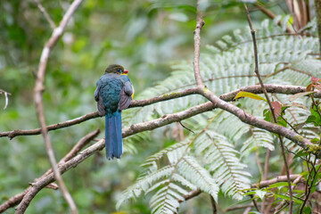 The Javan trogon-Apalharpactes reinwardtii, blue bird on a branch