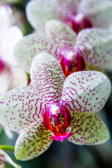 Purple and white spoted orchids isolated on the black background, Wellington botanic garden, New Zealand