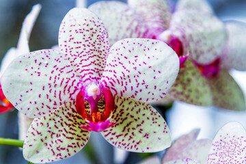 Purple and white spoted orchids isolated on the black background, Wellington botanic garden, New Zealand