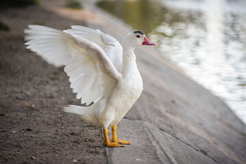 beautiful duck at the lake open wings