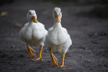 two ducks walking at the park
