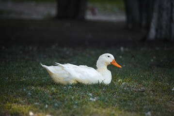 white duck sitting at the park green grass