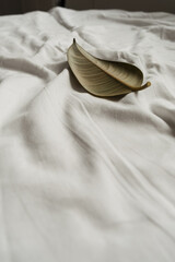 Green rubber plant leaf on white linen. Minimal background.