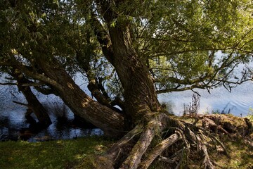 old tree trunk next to water