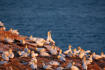 Basstoelpel auf Helgoland