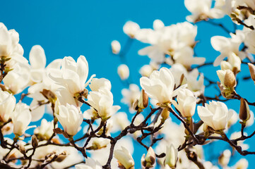 青空とハクモクレン