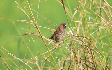 Finch (Scaly-breasted munia) - Close up detail of scaly breasted munia, Seed-eating birds in the fields
