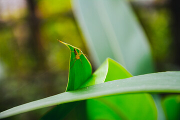 A little spider on a green leaf with a blur Background.