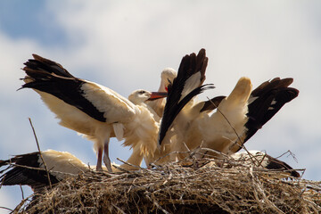 
Feeding the young storks
