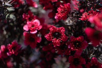 Obraz na płótnie Canvas Red tree flowers with grey background