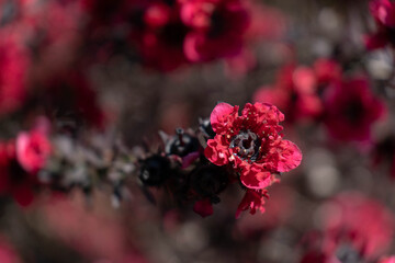 Red tree flowers with grey background